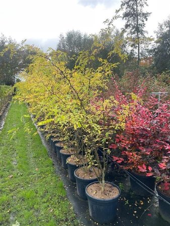 Zanthoxylum simulans ( Szechuanpeper) 175-200 cm cont. 45L meerstammig