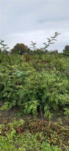 Zanthoxylum simulans ( Szechuanpeper) 175-200 cm draadkluit meerstammig