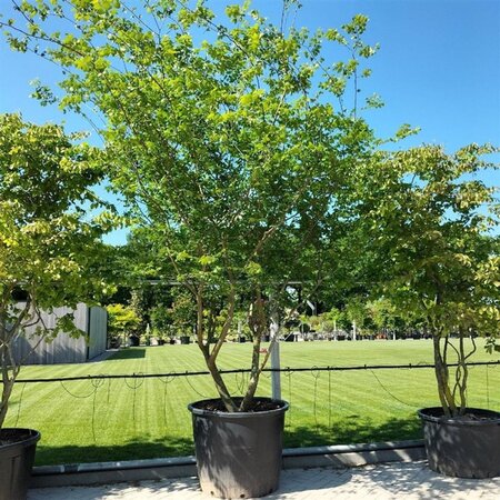 Zelkova carpinifolia 350-400 cm container meerstammig - afbeelding 3