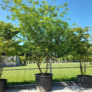 Zelkova carpinifolia 350-400 cm container meerstammig