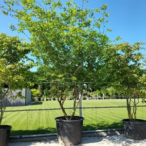 Zelkova carpinifolia 350-400 cm container meerstammig - afbeelding 1