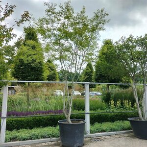 Zelkova car. 'Verschaffeltii' 350-400 cm container multi-stem