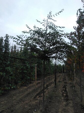 Zelkova serrata 14-16 Hoogstam wortelgoed 2 X verplant