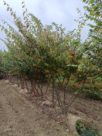Zelkova serrata 200-250 cm draadkluit meerstammig - afbeelding 5