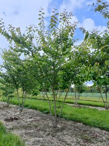 Zelkova serrata 200-250 cm draadkluit meerstammig - afbeelding 3