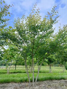 Zelkova serrata 200-250 cm draadkluit meerstammig - afbeelding 4