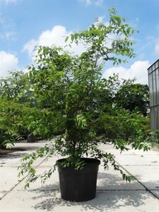 Zelkova serrata 250-300 cm cont. 130L meerstammig