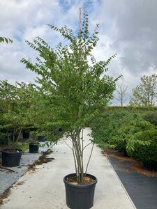 Zelkova serrata 250-300 cm cont. 150L multi-stem