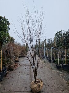 Zelkova serrata 250-300 cm container meerstammig - afbeelding 2
