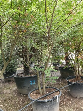 Zelkova serrata 250-300 cm container meerstammig - afbeelding 3