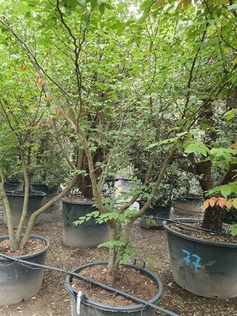 Zelkova serrata 250-300 cm container meerstammig - afbeelding 4