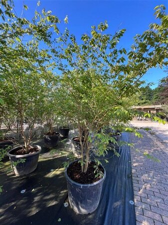 Zelkova serrata 250-300 cm container multi-stem - image 1