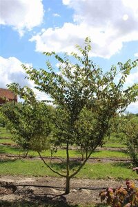 Zelkova serrata 250-300 cm draadkluit