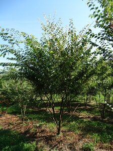 Zelkova serrata 250-300 cm WRB multi-stem - image 5