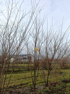 Zelkova serrata 250-300 cm WRB multi-stem