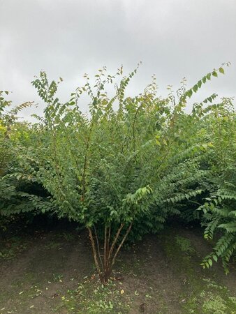 Zelkova serrata 300-350 cm draadkluit meerstammig