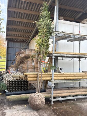 Zelkova serrata 350-400 cm cont. 130L multi-stem
