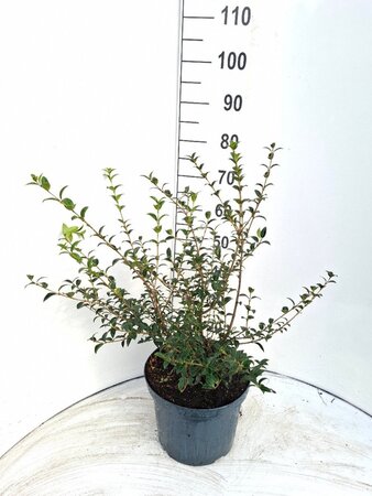 Osmanthus burkwoodii 40-60 cm cont. 10L - afbeelding 1