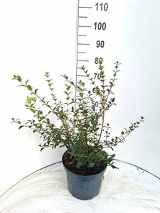 Osmanthus burkwoodii 40-60 cm cont. 10L - afbeelding 1