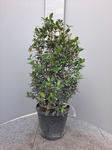 Osmanthus burkwoodii 40-60 cm cont. 10L