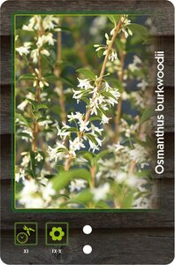 Osmanthus burkwoodii 40-60 cm cont. 10L - afbeelding 2
