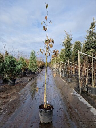 Cornus 'Eddie's White Wonder' 200-250 cm container geveerd - afbeelding 1