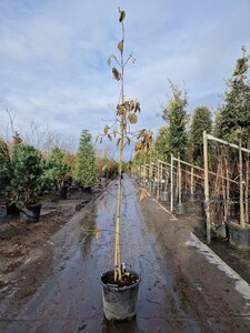 Cornus 'Eddie's White Wonder' 200-250 cm container geveerd