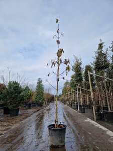 Cornus 'Eddie's White Wonder' 200-250 cm container geveerd - afbeelding 2
