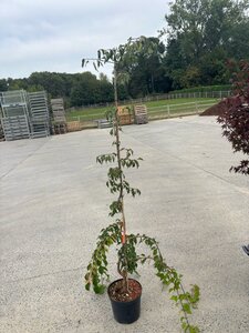 Prunus mume 'Pendula' 150-175 cm cont. 7,5L