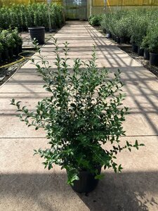 Osmanthus burkwoodii 60-80 cm cont. 15L