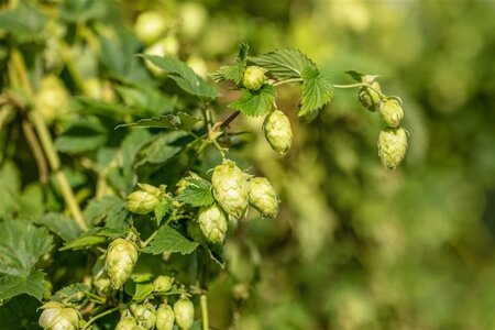 Humulus lupulus 70 cm vierkant 2L