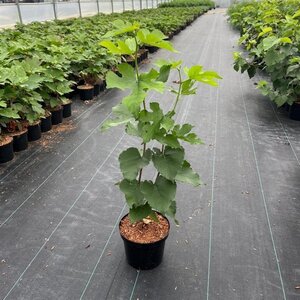 Morus nigra 40-60 cm cont. 3,0L - afbeelding 2