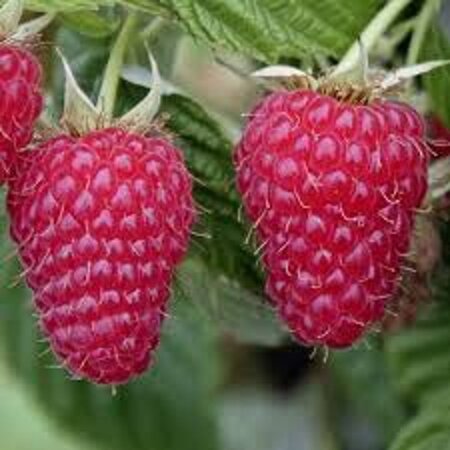 Rubus idaeus 'Tulamagic' rood ZOMER 60-80 cm cont. 2,0L