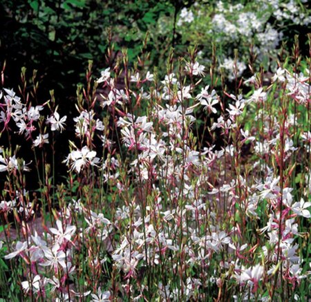 Gaura l. 'Whirling Butterflies' geen maat specificatie 0,55L/P9cm - afbeelding 3