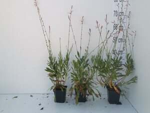 Gaura l. 'Whirling Butterflies' geen maat specificatie 0,55L/P9cm - afbeelding 5