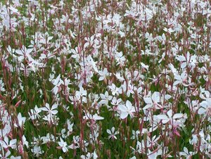Gaura l. 'Whirling Butterflies' geen maat specificatie 0,55L/P9cm - afbeelding 2