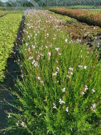 Gaura l. 'Whirling Butterflies' geen maat specificatie 0,55L/P9cm - afbeelding 4