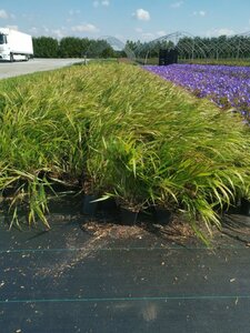 Hakonechloa macra geen maat specificatie 0,55L/P9cm - afbeelding 7