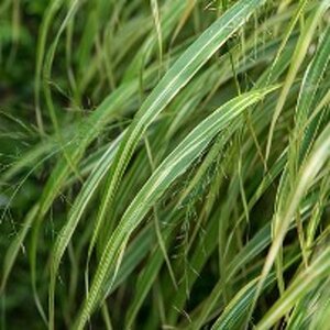 Hakonechloa macra geen maat specificatie 0,55L/P9cm - afbeelding 12