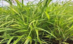 Hakonechloa macra geen maat specificatie 0,55L/P9cm