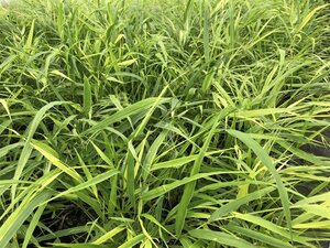 Hakonechloa macra geen maat specificatie 0,55L/P9cm - image 2