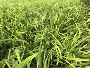Hakonechloa macra geen maat specificatie 0,55L/P9cm - image 4