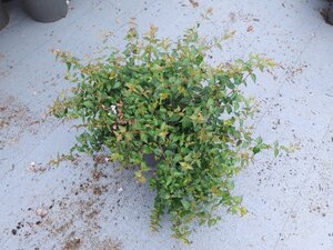 Abelia 'Edward Goucher' 40-50 cm cont. 10L