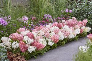 Hydrangea pan. Groundbreaker Blush 30-40 cm cont. 3,5L