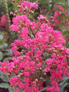 Lagerstroemia indica "Berry Dazzle" 80 cm stam cont. 7,5L