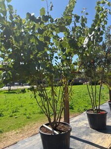 Cercis siliquastrum 250-300 cm cont. 70L meerstammig