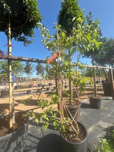 Heptacodium miconioides 175-200 cm cont. 45L meerstammig