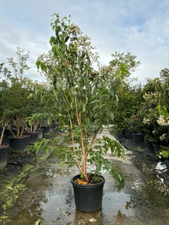Heptacodium miconioides 175-200 cm cont. 45L meerstammig - afbeelding 12