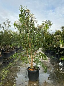 Heptacodium miconioides 175-200 cm cont. 45L meerstammig - afbeelding 12