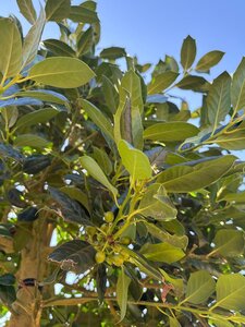 Ilex 'Nellie R. Stevens' 14-16 STA cont. 70L
